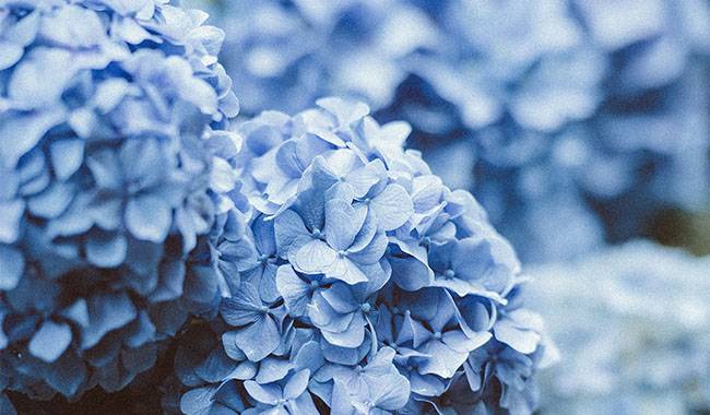 Caring for Hydrangea Plant at Home