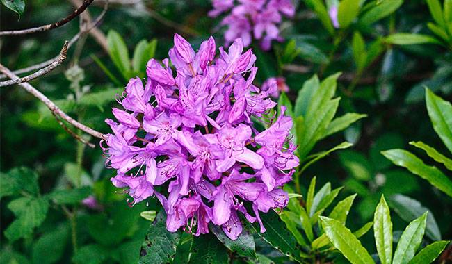 Caring for Rhododendron Plants at Home