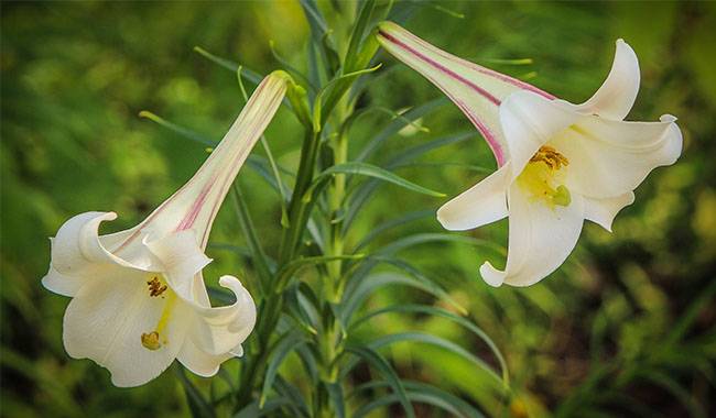 Conditions for Growing Lilium Flowers Indoors