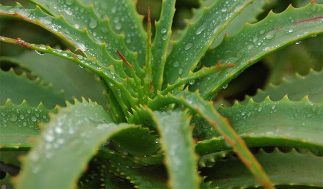 Creating Optimal Flowering Conditions For Aloe Vera