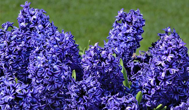 Did Hyacinth Not Bloom