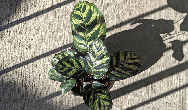 Growing Conditions For Calathea Plants
