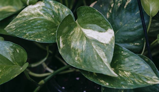 Growing Conditions for Indoor Epipremnum Plants