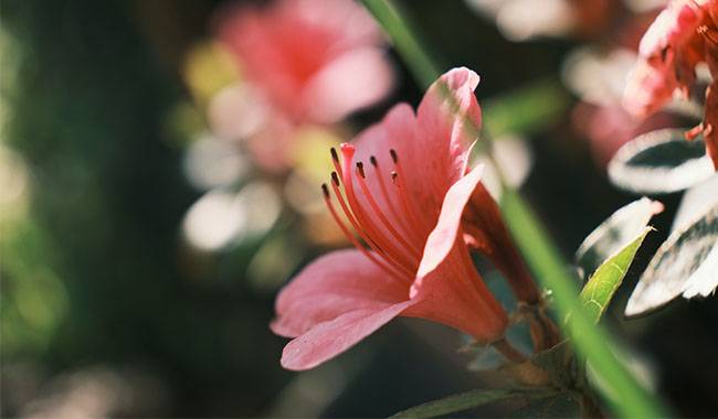 Growing Conditions for Indoor Rhododendron Plants