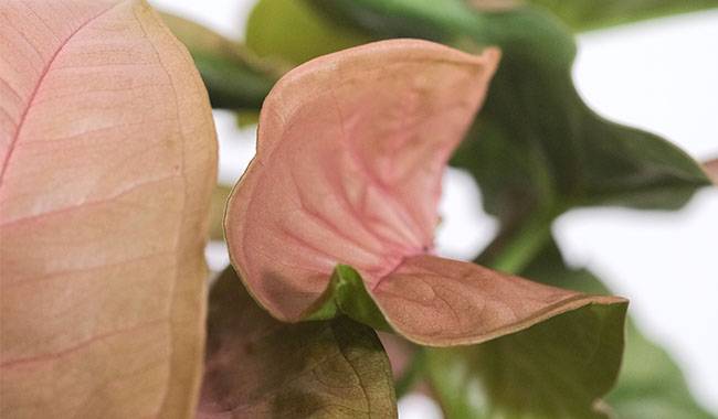 Growing Conditions of Syngonium Indoors