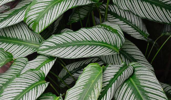 How To Care For Calathea Plants At Home