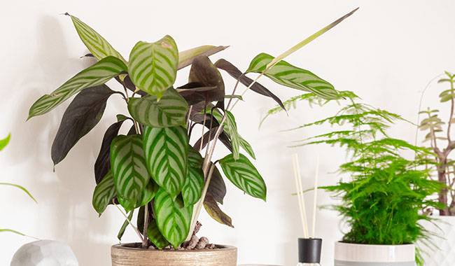 How to Care and Grow Calathea Plant at Home