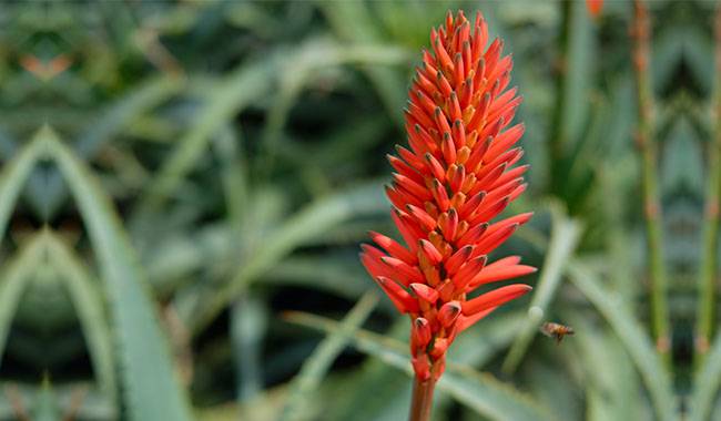 How to Create the Best Conditions for Aloe Vera Bloom