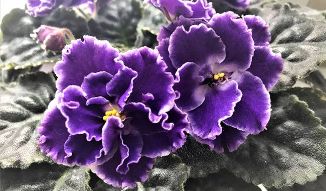 How to Grow and Care African Violets at Home
