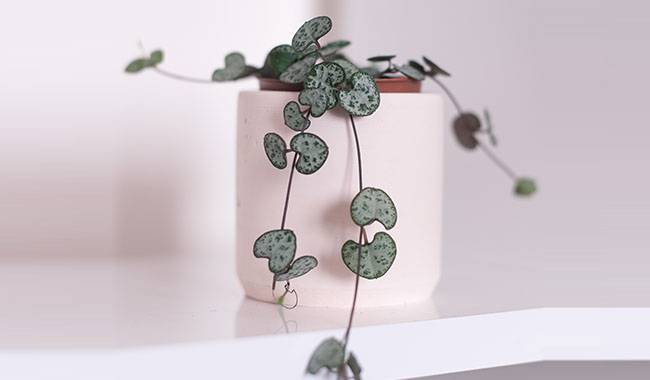 How to Grow and Care Ceropegia at Home
