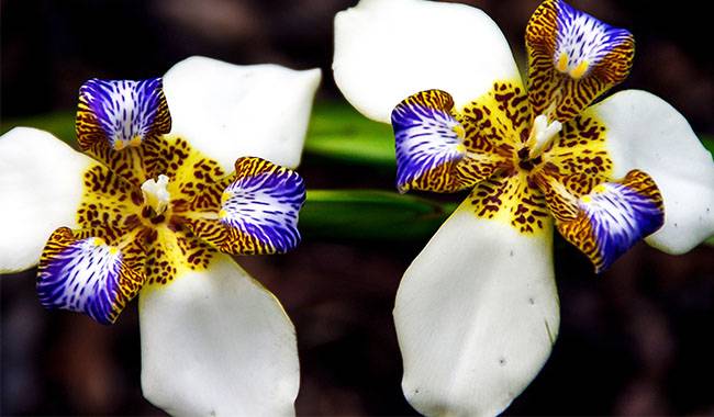 How to Grow and Care Neomarica (Walking Iris)