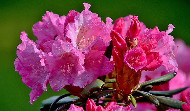 How to Grow and Care Rhododendron Plant at Home
