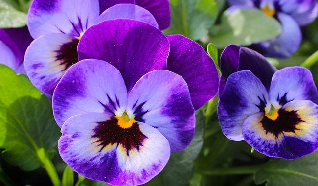 How to Grow and Care Violet Plant at Home
