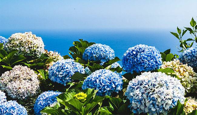 How to Take Care of Hydrangea Plant at Home