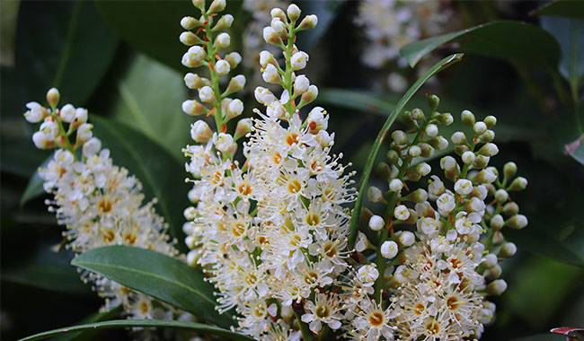 How to Take Care of Laurels Plants at Home