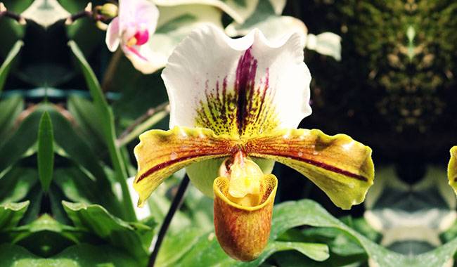 How to Take Care of Paphiopedilum Plants at Home