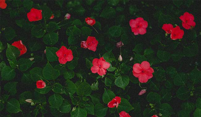 Lack of Protection for Impatiens Exposed to Direct Sunlight
