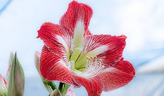 Lilium Plant A Guide to Growing and Caring for it at Home