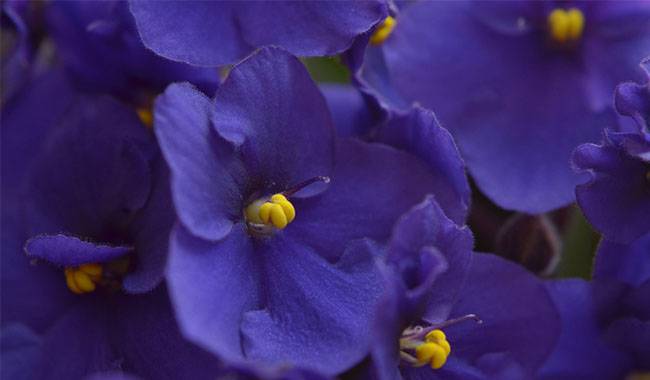 Some Things That are Important for Motley African Violets