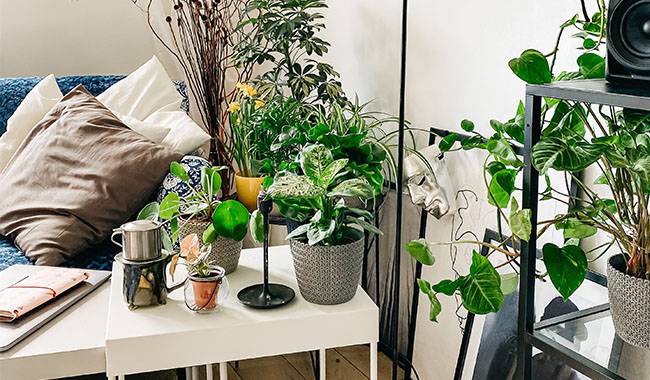 The Healthiest Houseplants Bring Healing air to our Home