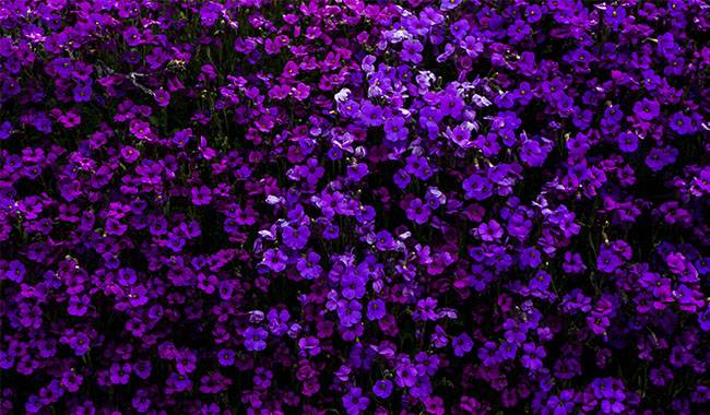 The Main Advantages of Violet on the Balcony and in the Room