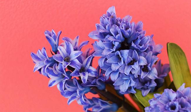 The Secret of Successfully Planting Hyacinth at Home