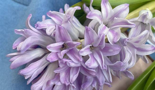 What Problems to Avoid When Growing Hyacinth at Home