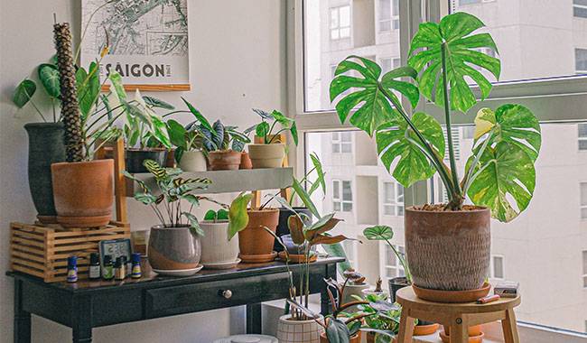What other Benefits do Healthiest Houseplants Offer
