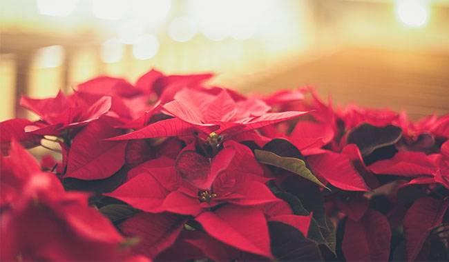 Active Growth And Flowering Preparation For A New Cycle Of Poinsettia