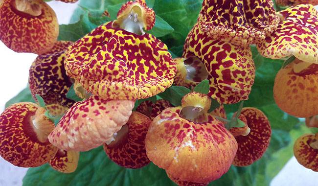 Care And Growing Conditions Of Calceolaria