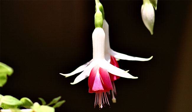 Caring For Fuchsia Flowers Indoors