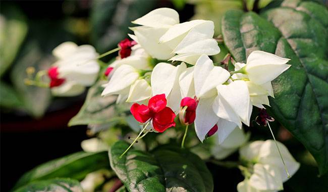 Clerodendrum Growing Guide Plant, Grow, and Care