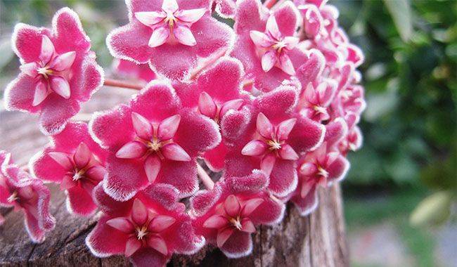 Conditions And Care Of Hoya Flower