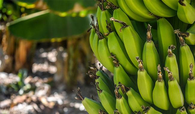 Conditions For Growing Bananas Indoors