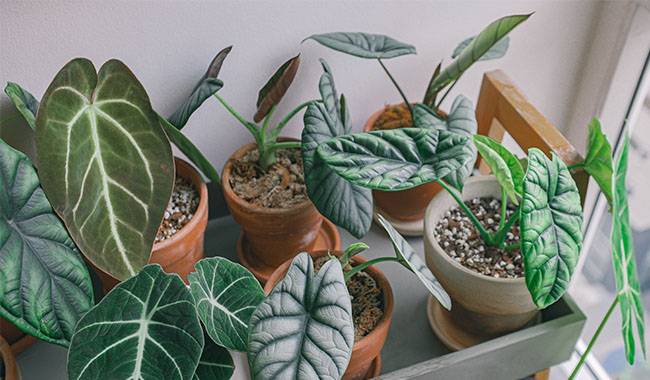 Conditions For Home Potted Plants In Public Areas