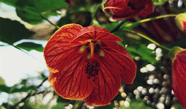Conditions and care of indoor Abutilon plants