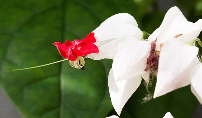 Growing Conditions and Care of Clerodendrum