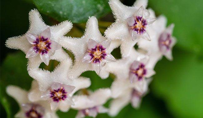 Growing Hoya Flower Growth, Planting, and Care