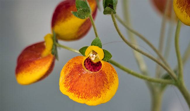 How Can I Enjoy The Flowers Of Calceolaria Every Year