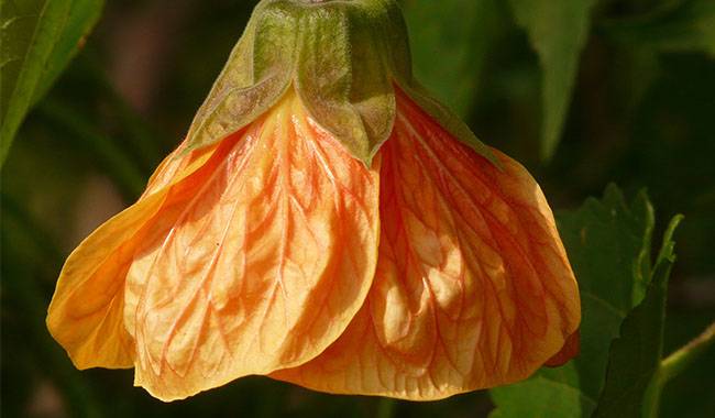 How To Take Care Of Abutilon Plants At Home