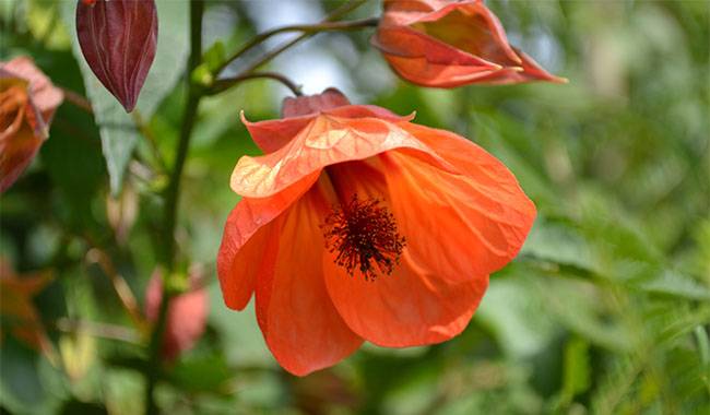 How to Care and Grow Abutilon (Indian Mallow) at Home