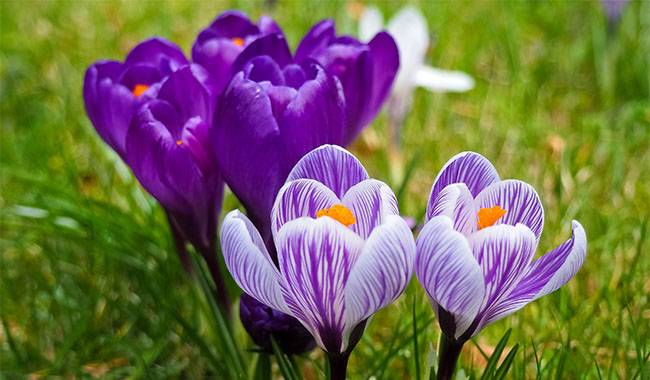 How to Care and Grow Crocus Flower at Home