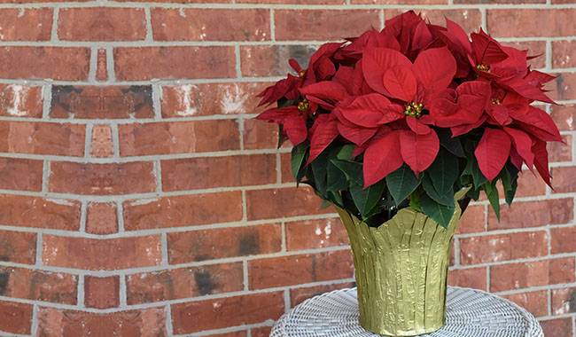 How to Deal With Poinsettia After The Holiday