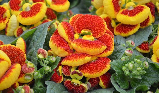 PERENNIAL Calceolaria Dainty Yellow Flower Seeds 25 LONG LASTING 