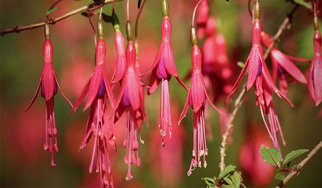 How to Grow Fuchsia Planting, Growing and Caring