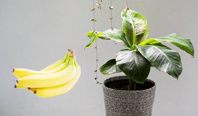How to Grow and Care for Indoor Banana Plants