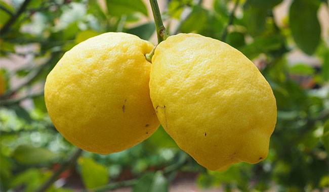 Lemon Tree Growth Stops or Slows 10 Tips to Improve Growth