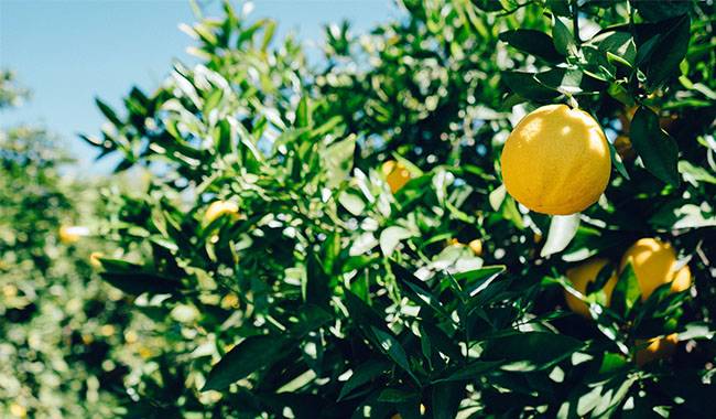 Lemon Trees Are Sensitive To Watering With Hard Water