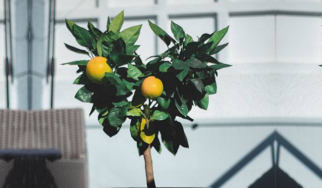 Lemon Trees Should Be Given Time To Adapt To Intermediate Conditions