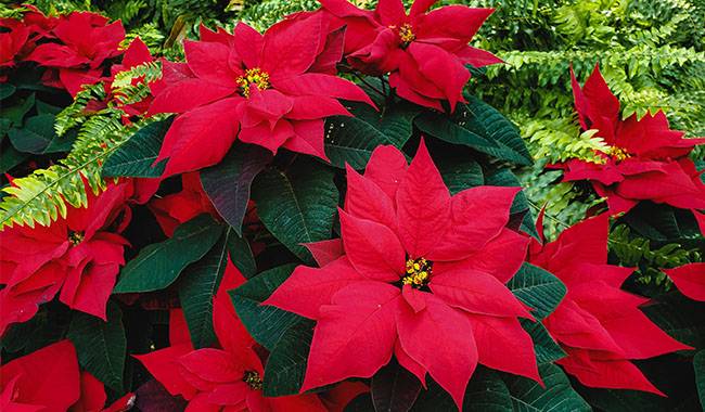 Poinsettia Is Not Expected To Flower